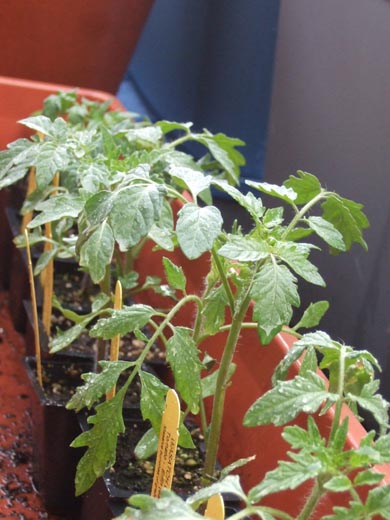 tomato plants from Plant Sale of Wasatch Community Garden